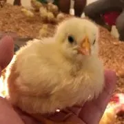 レイチェル