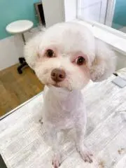 柊シノアの画像