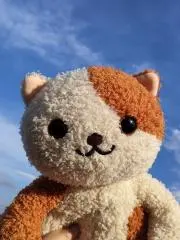 クリームタビーの画像