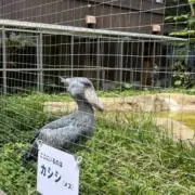 ひなたの画像