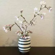 cozの画像