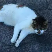 サラダの画像
