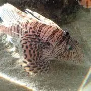 よっしー