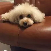 ぱぱの画像