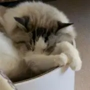おひなの画像