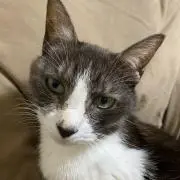 かこぽん