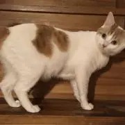 みーくん