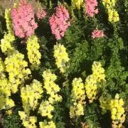くろくろ