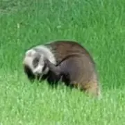 ぽんたのすけの画像