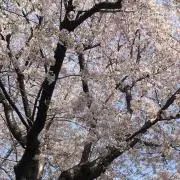 AYAの画像