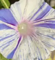 ちーかの画像