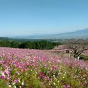 ひろの画像