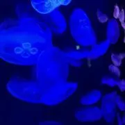 ペネ