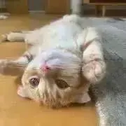 tecco