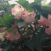花梨