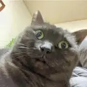きでおの画像