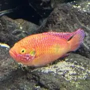 ひのでの画像