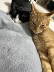 猫ねこの画像