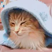 たくまるの画像
