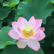 きよぴ