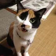 モモタ　ただいま断捨離中♪の画像