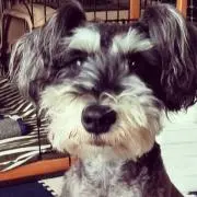 mocoの画像