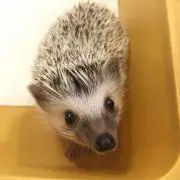 さんまろの画像