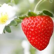 なおの画像