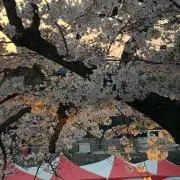 桜、咲く男