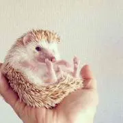 くまぬみ
