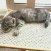 あやのの画像