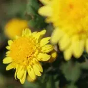としすけの画像