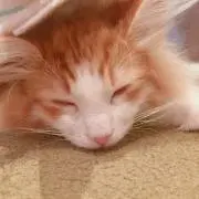 ホノルルの画像