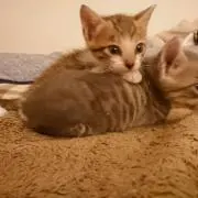 はる