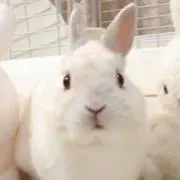 耳の付いたアザラシさんの画像
