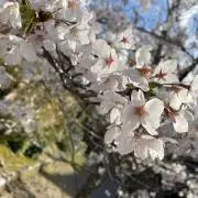 かえの画像