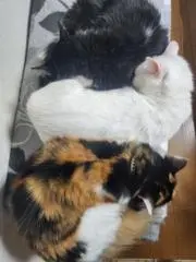 かりんとうの画像