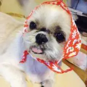 りったすの画像