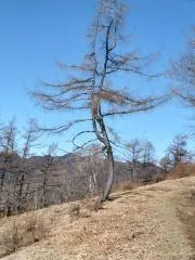 msの画像