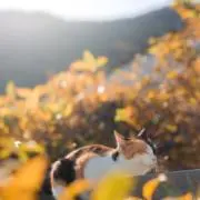 あつの画像