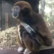 かぶの画像