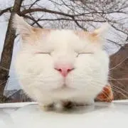 みいの画像