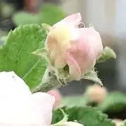 雪晴の画像