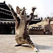 なれっじ