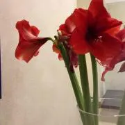c_の画像