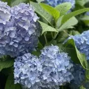 雫(プロフ一読下さい)の画像