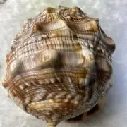 虹のアクセサリー屋の画像