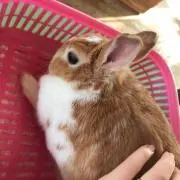 ゆうの画像