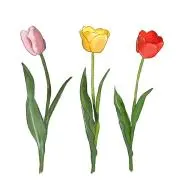 TULIP