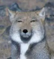 SSの画像